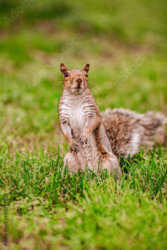 Male squirrel 
