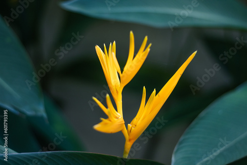 yellow tropical flower (bird of paradise)