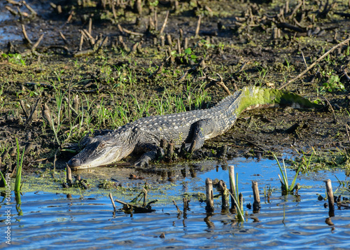Alligator in Anahuac National Wildlife Refuge, Texas © st_matty