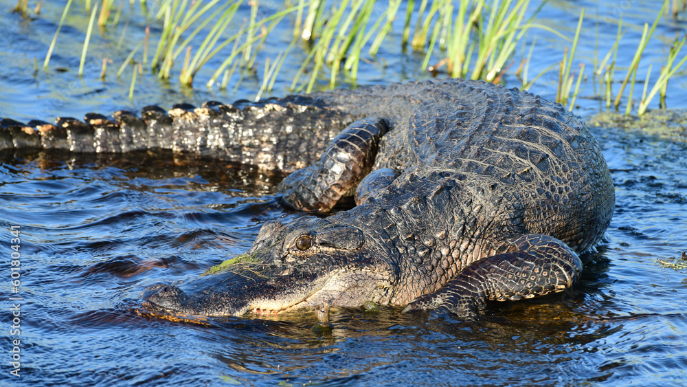 alligator in the water