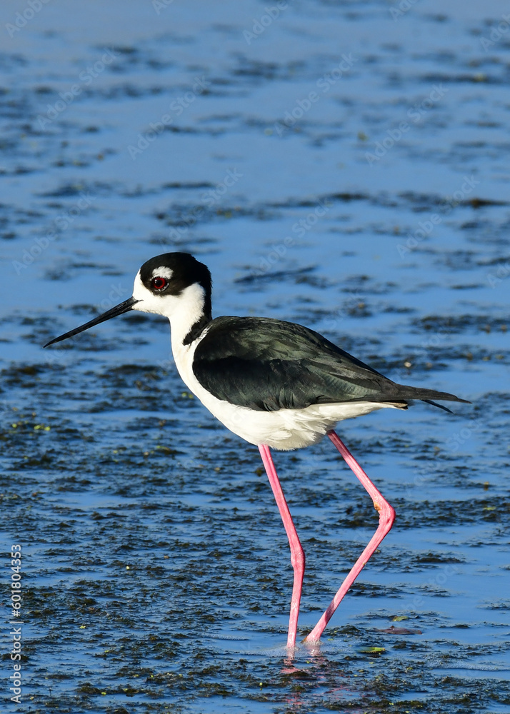 Fototapeta premium Black-necked Stilt in Anahuac National Wildlife Refuge