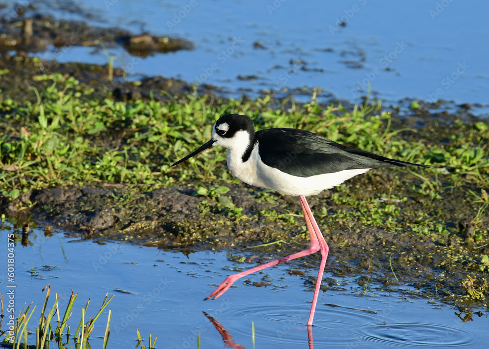 Obraz premium Black-necked Stilt in Anahuac National Wildlife Refuge, Texas