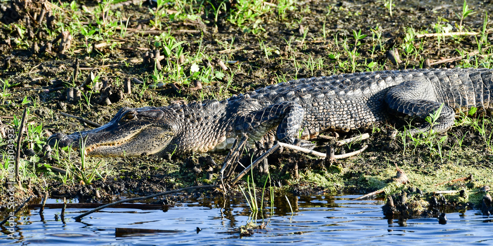 Alligator in Anahuac National Wildlife Refuge, Texas Alligator in Anahuac National Wildlife Refuge, Texas