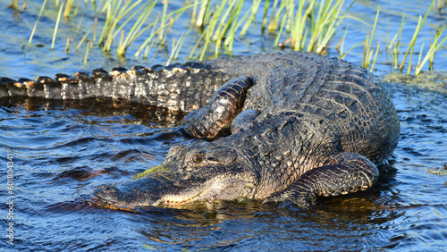 Obraz na płótnie alligator in the water w salonie