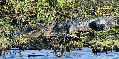 Alligator in Anahuac National Wildlife Refuge  Texas