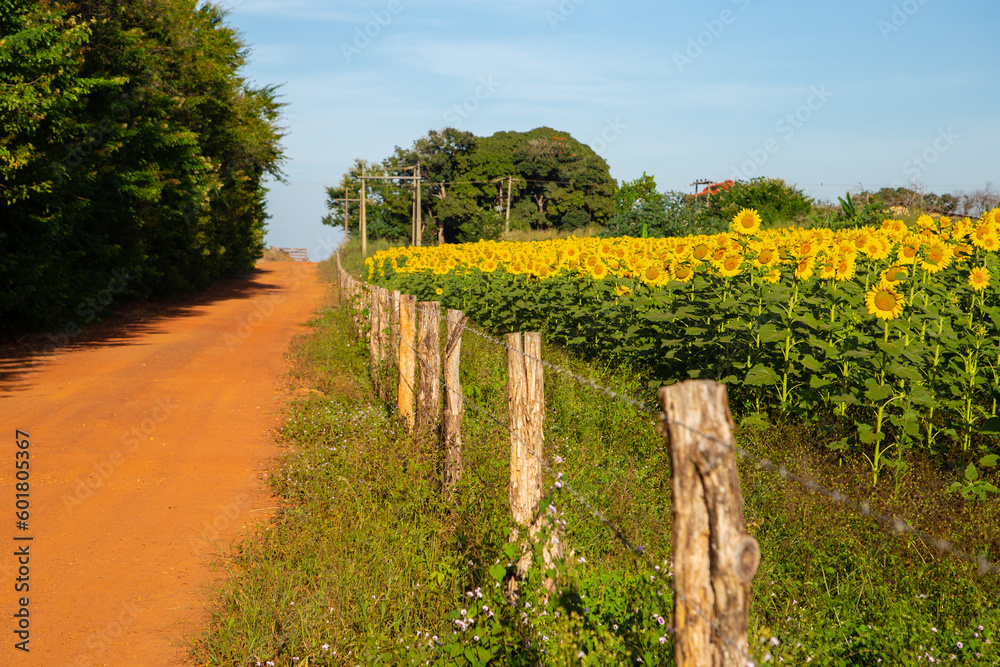 Uma plantação de girassol à beira de uma estrada no interior de Goiás, Brasil.