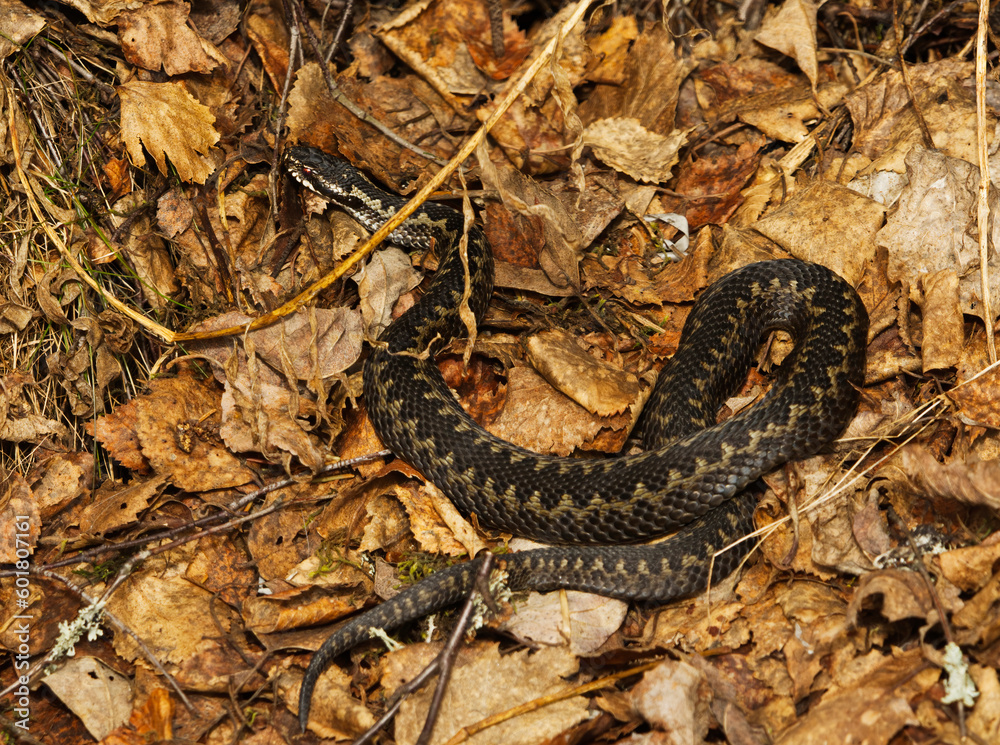 Obraz premium Common European adder or common European viper (Vipera berus) basking in early spring. 