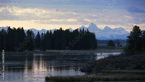 Small Herd of elk cross river with teton range in back in blue morning light photo