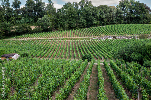 Obraz na płótnie Hills and vines in Saint Emilion village