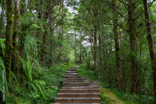 Hiking trail in the forest