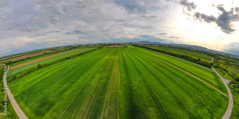 Wide angle Aerial shot from a drone of young green wheat in Spring