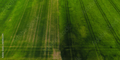 Aerial shot from a drone of young green wheat in Spring