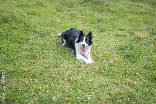 Border Collie black and white dog