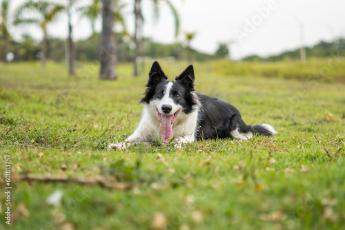 Border Collie black and white dog © GilvanArruda