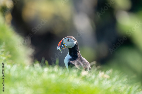 Puffin with fishes © Yuriy