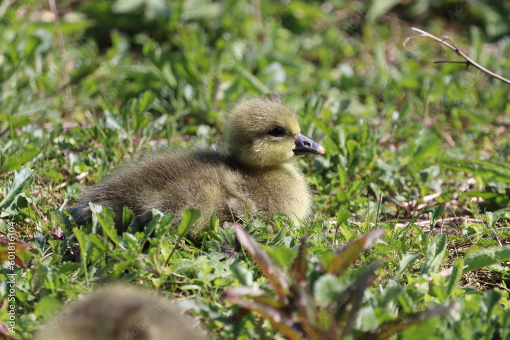 Greylag Gosling (anser anser) chilling on the grass Greylag Gosling (anser anser) chilling on the grass