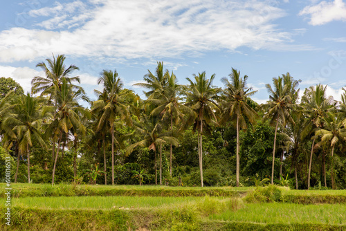 Wallpaper Mural Palm trees landscape surrendered by rice field, Ubud, Bali Torontodigital.ca