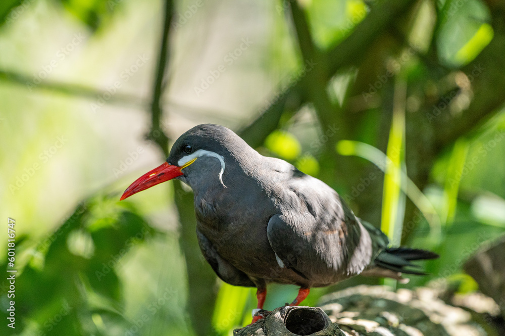 Naklejka premium Sterna