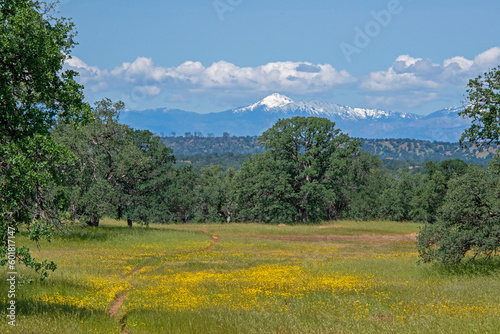 Wildflowers in a Meadow with a View of Snowy Trinity Mountains at Payne's Creek, California