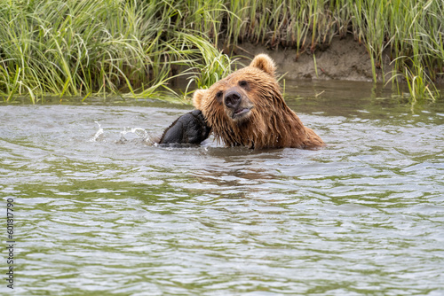 Alaskan brown bear scratching