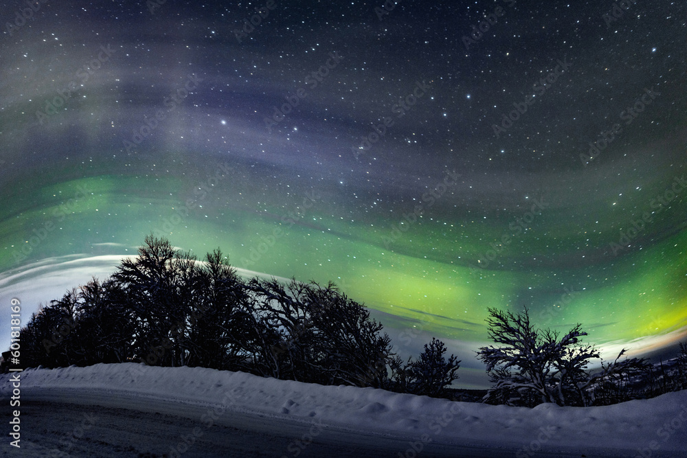 Naklejka premium Green polar northern lights on the night purple sky and against the background of trees, roads, snow in winter with the effect of twisting and movement