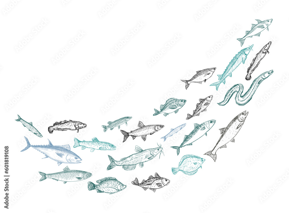 Fototapeta premium Shoaling fish graphic sketch, vector illustration