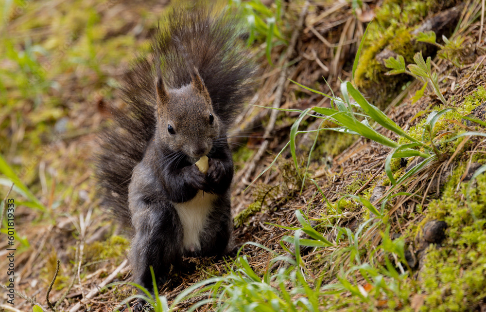 Naklejka premium Eichhörnchen (Sciurus) frisst Nuß.