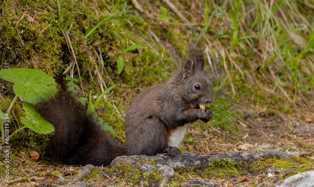 Euchhörnchen (Sciurus) Eurasisches Hörnchen Euchhörnchen (Sciurus) Eurasisches Hörnchen