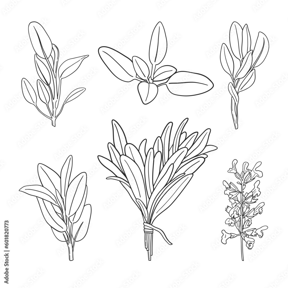 Set of hand drawn sage branches Set of hand drawn sage branches