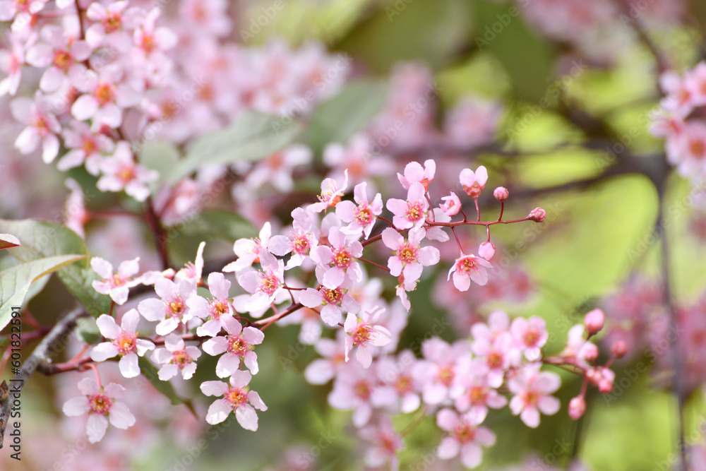 Beautiful Pink blooming bird cherry in early spring Beautiful Pink blooming bird cherry in early spring