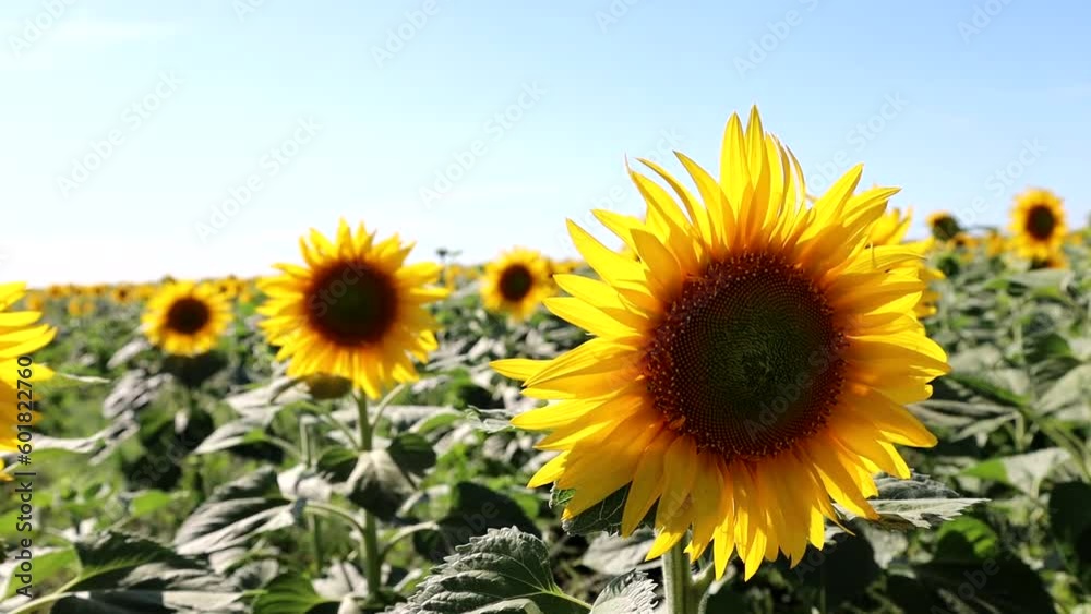 Sunflower field landscape close up Sunflower field landscape close up