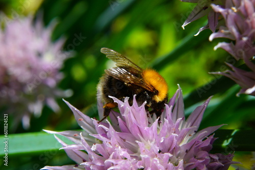 Lilac flowers of cultivated onion and bumblebee . photo