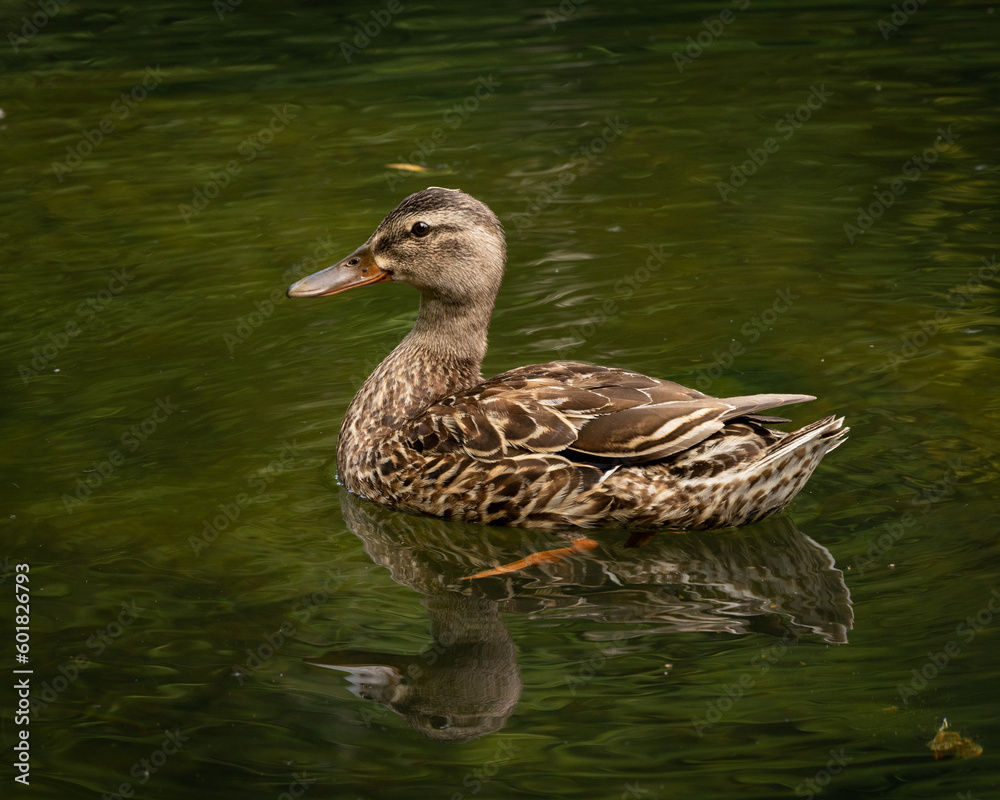 Fototapeta premium Canard colvert femelle, solo, nageant vers la gauche, jour, 