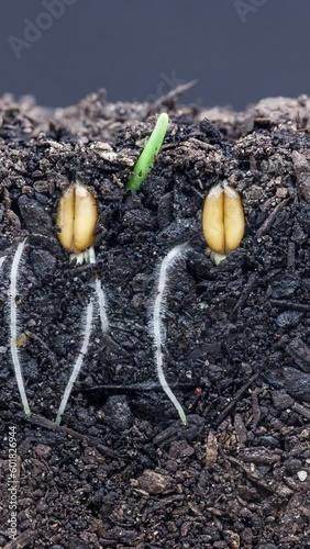 Vertical time lapse macro video of wheat seed emerging from soil