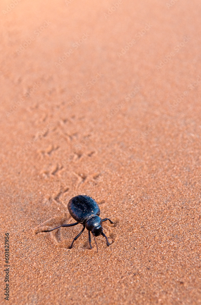 Dung Beetle in the Saharan desert in Morocco Dung Beetle in the Saharan desert in Morocco