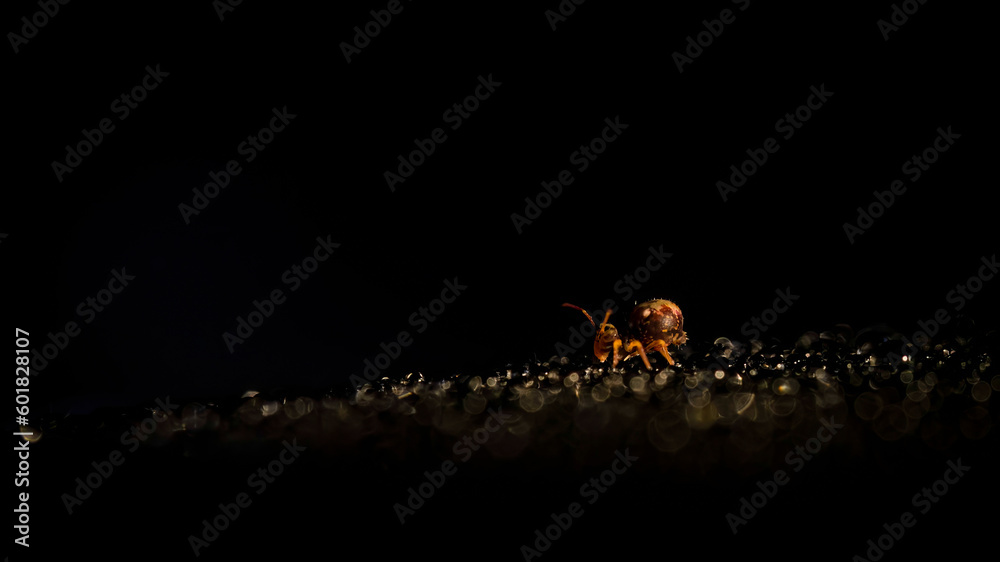 Fototapeta premium Springtale walking down the hill in a forest of waterdrops