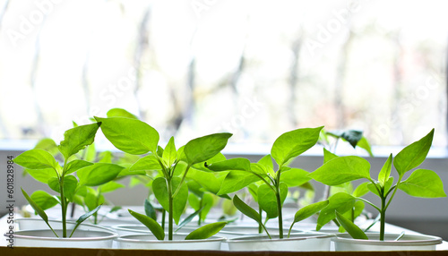 Fresh green leaves and stems of a young plants