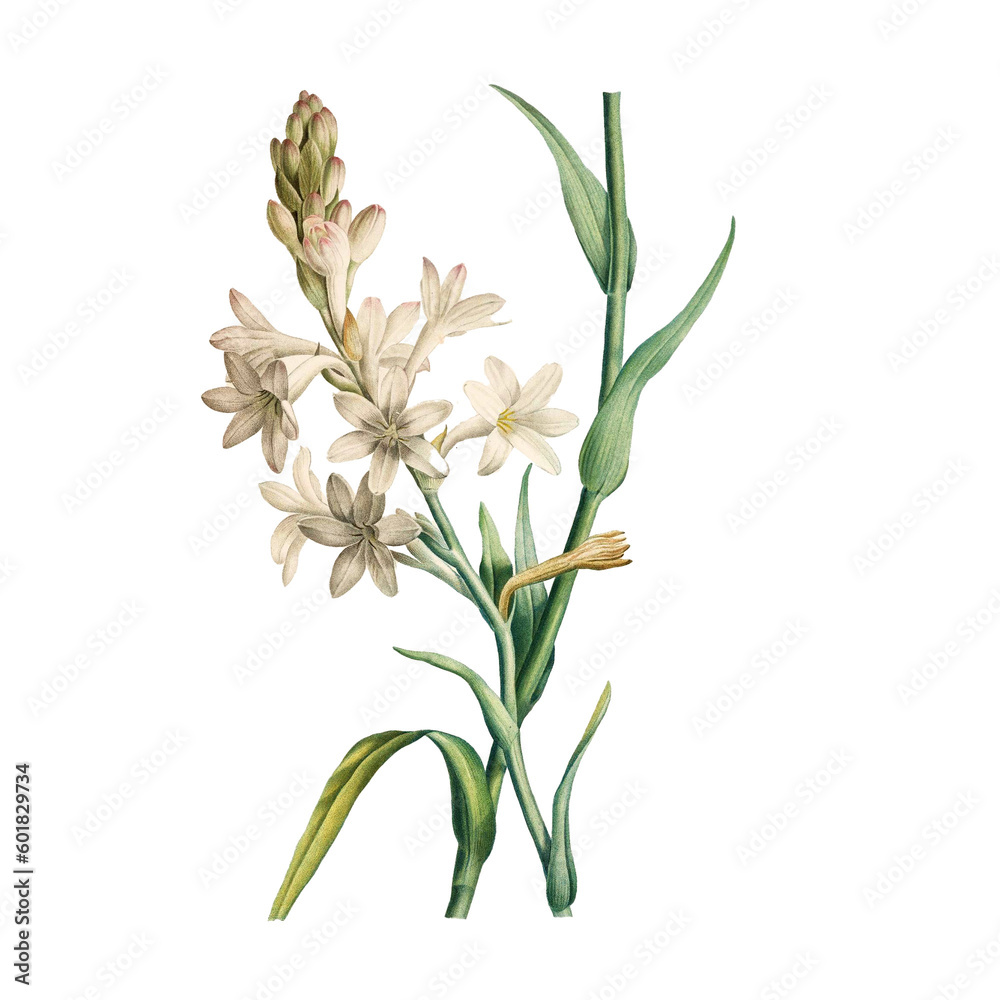 Fototapeta premium Botanical illustration of different types of flowers on a white background