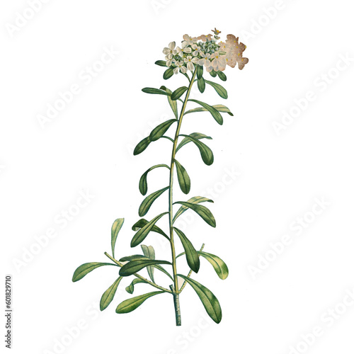 Botanical illustration of different types of flowers on a white background