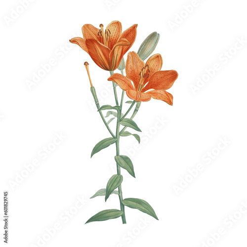 Botanical illustration of different types of flowers on a white background