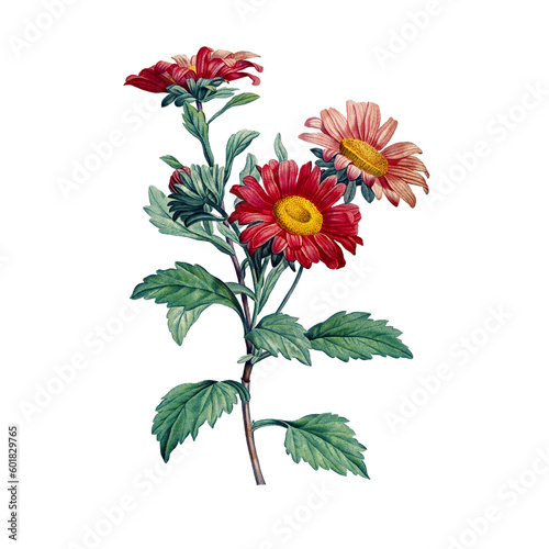 Botanical illustration of different types of flowers on a white background