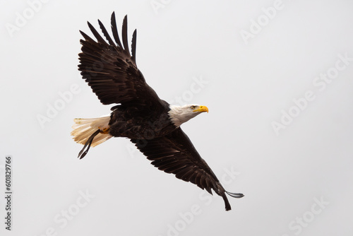White-headed falconry eagle soaring through the skies with the elegance that characterizes it