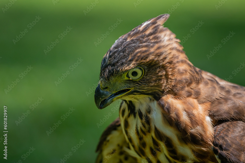 Face close up of a crested goshawk Accipiter trivirgatus native to tropical asia with natural background Face close up of a crested goshawk Accipiter trivirgatus native to tropical asia with natural background