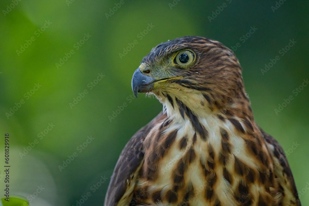 Face close up of a crested goshawk Accipiter trivirgatus native to tropical asia with natural background Face close up of a crested goshawk Accipiter trivirgatus native to tropical asia with natural background
