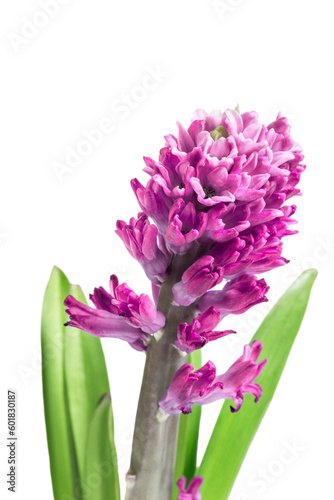 Pink hyacinth isolated © Tarzhanova