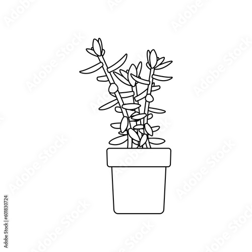 White house plants in a pot. Interior Scandinavian design. Design element.