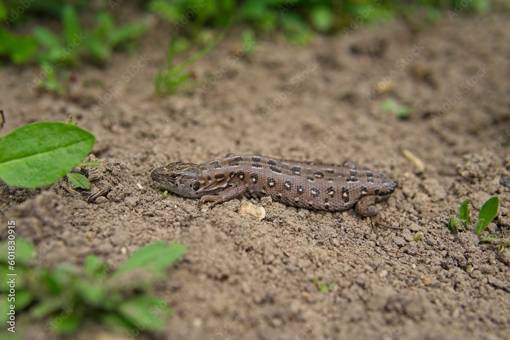A small lizard cadaver with a discarded tail basking in the sun in spring, the loss of the tail by the lizard A small lizard cadaver with a discarded tail basking in the sun in spring, the loss of the tail by the lizard