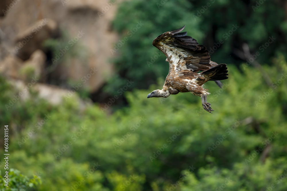 Fototapeta premium White backed Vulture in flight isolated in natural background in Kruger National park, South Africa ; Specie Gyps africanus family of Accipitridae