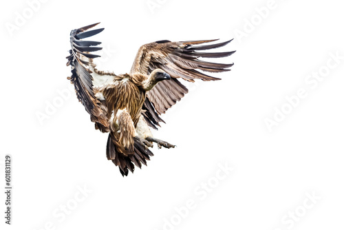 White backed Vulture in flight isolated in white background in Kruger National park, South Africa ; Specie Gyps africanus family of Accipitridae