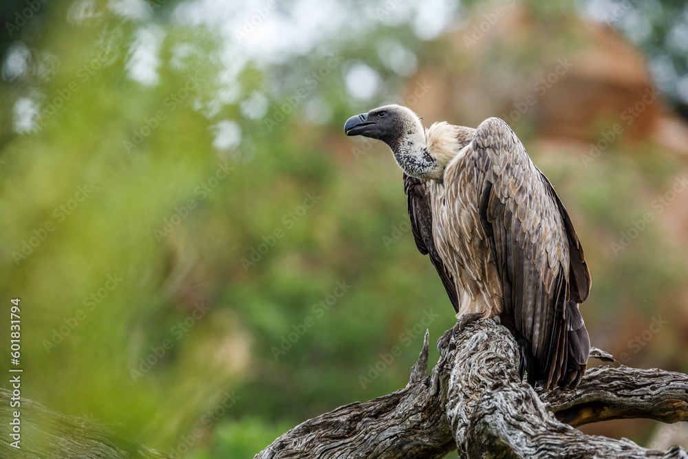 White backed Vulture standing on a log in Kruger National park, South Africa ; Specie Gyps africanus family of Accipitridae - obrazy, fototapety, plakaty 